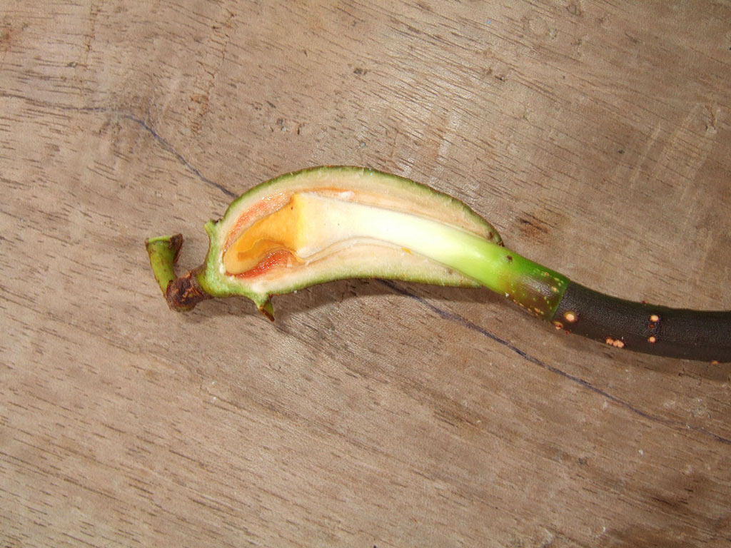 Rhizophora mangle fruits